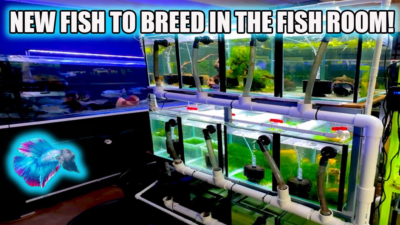 A FISH IV'E WANTED TO BREED FOR YEARS!