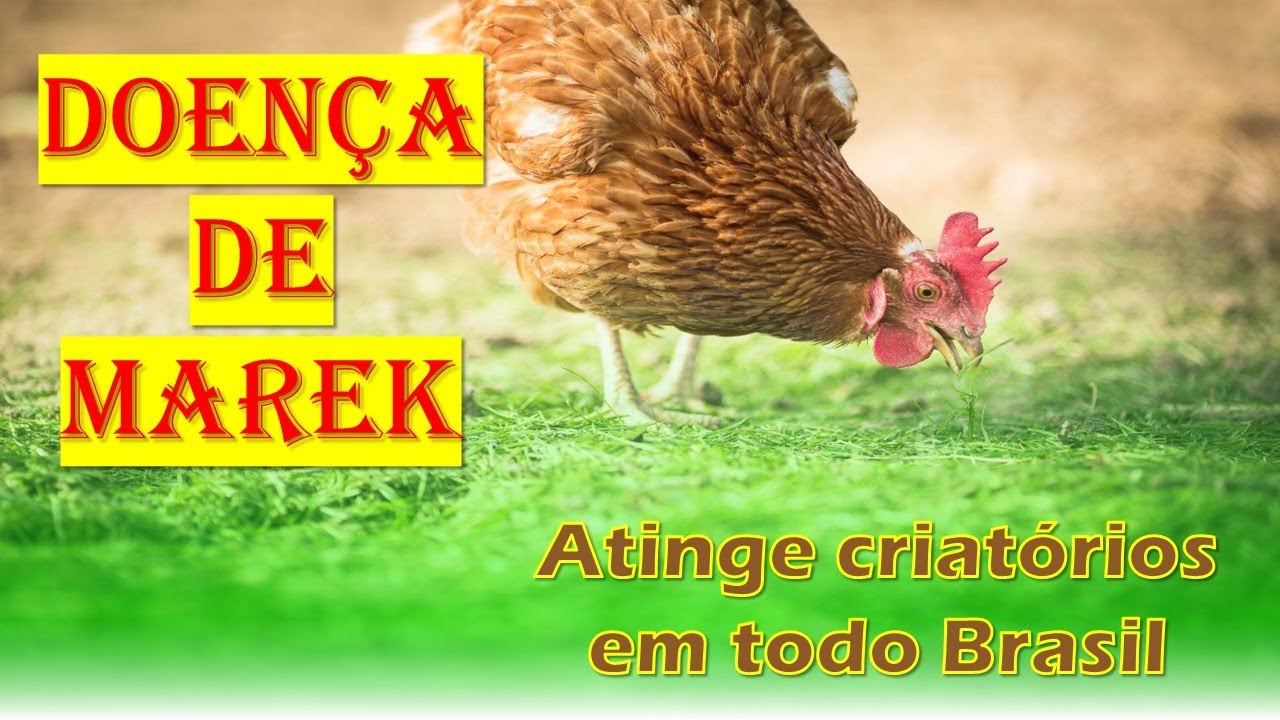 Doença de marek sintomas, controle e prevenção!