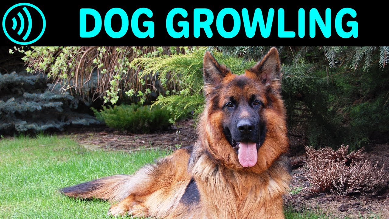 DOG GROWLING SOUND EFFECT - Big German Shepherd Dog Growling Noise | Free Sound Effects Download