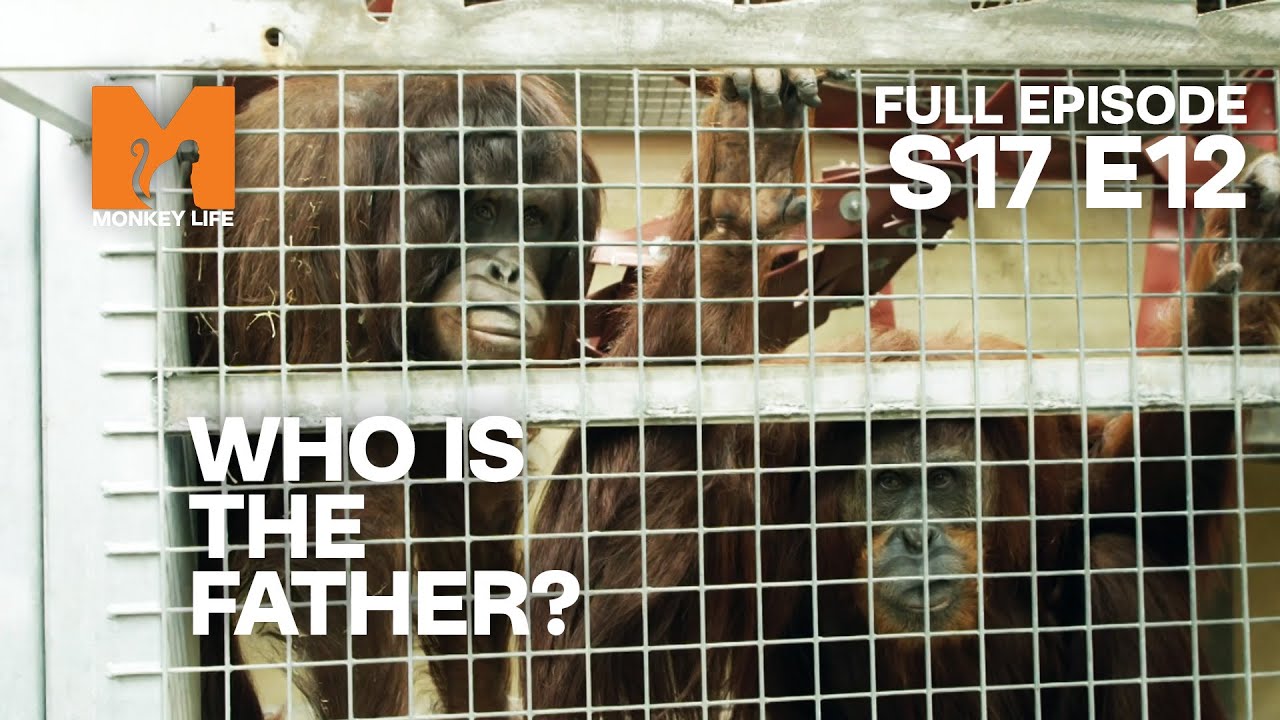 Who Is This Orang-utan's Father? | Season 17 Episode 12 | Full Episode | Monkey Life