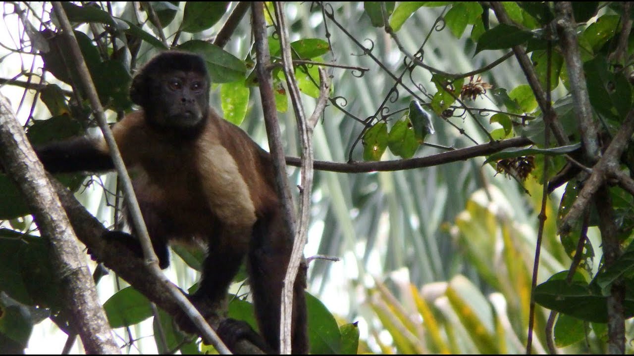 Kabalebo Nature Resort in the amazon rainforest of Suriname