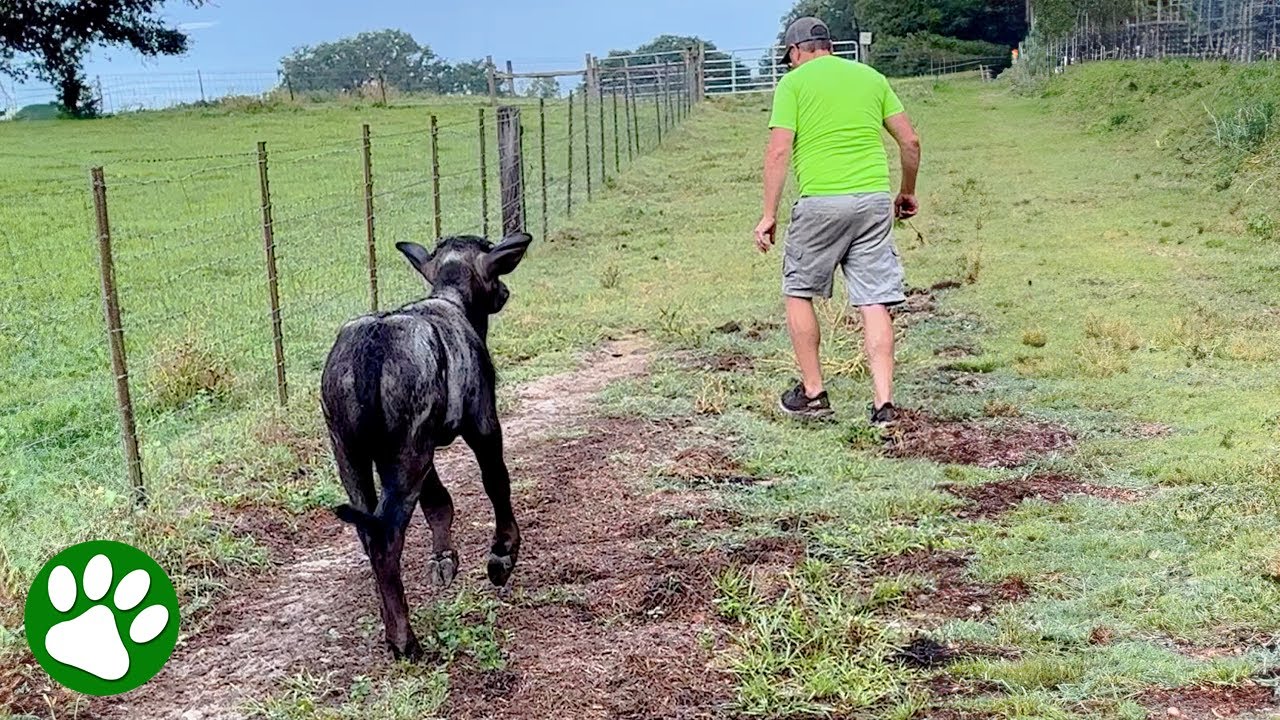 Orphan buffalo decides this man is his mom