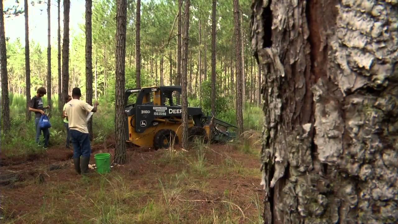 UF/IFAS Research - Pine Oleoresin
