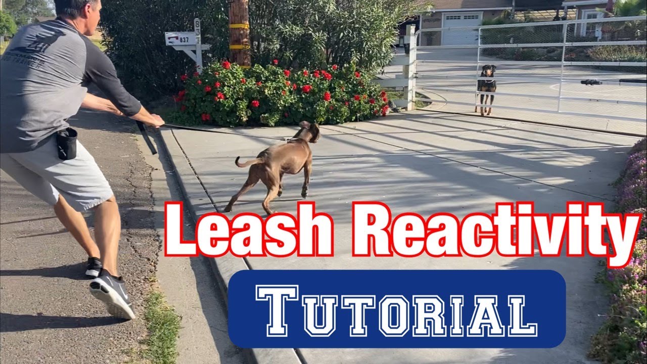 Watch a leash reactivity session//no treats or shocks!