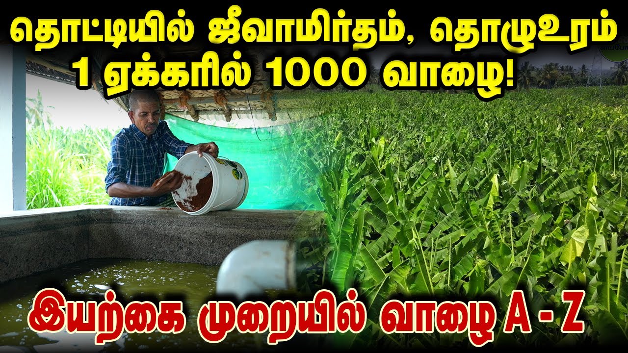 1 ஏக்கரில் 1000 வாழை! ஜீவாமிர்தம் தொட்டி, தொழுஉரம் போதும்! #bananafarming