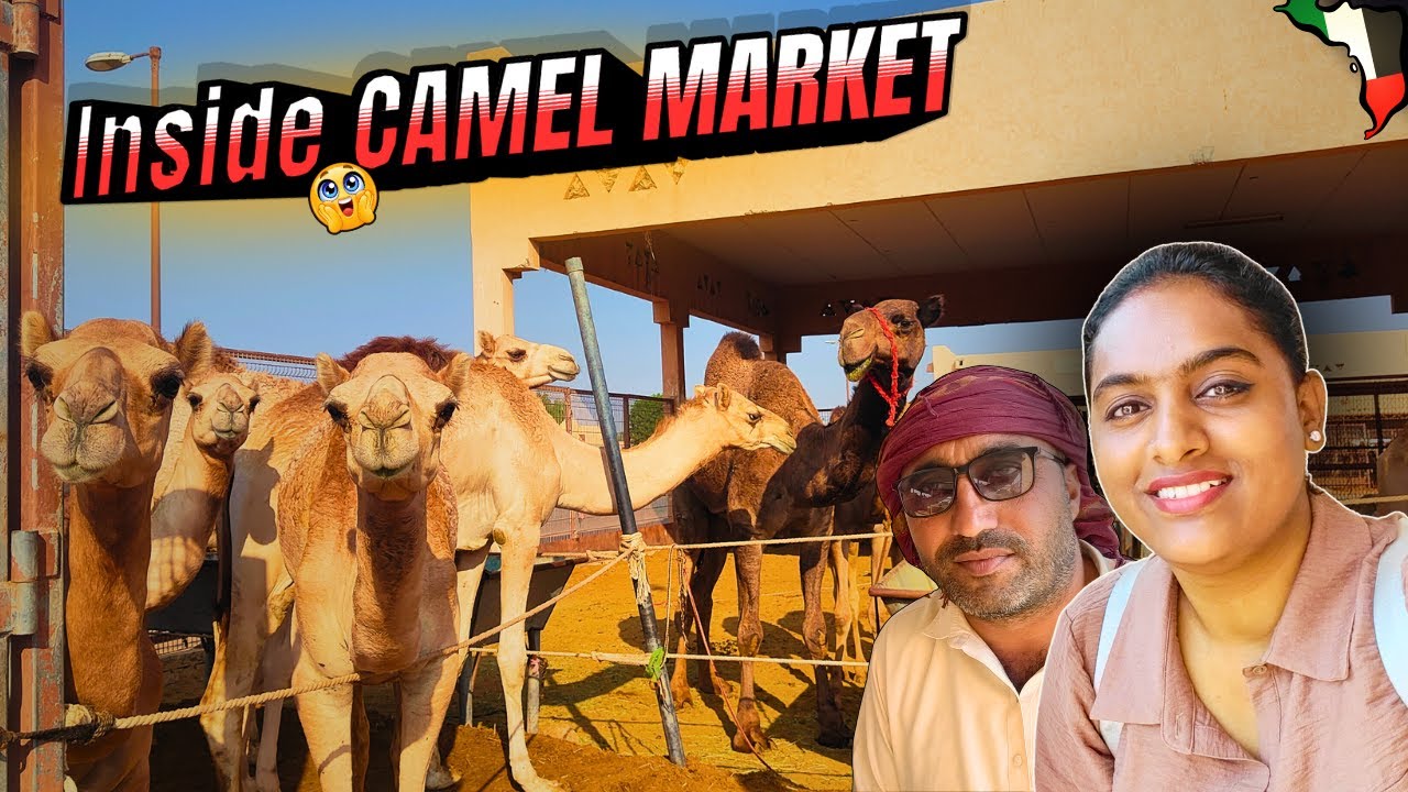 🐪UAEன் பாரம்பரிய Camel Marketல் தனியாக நான்😲 | Al Ain Vlog | No Ticket | Plan2Travel | UAE Vlog 15