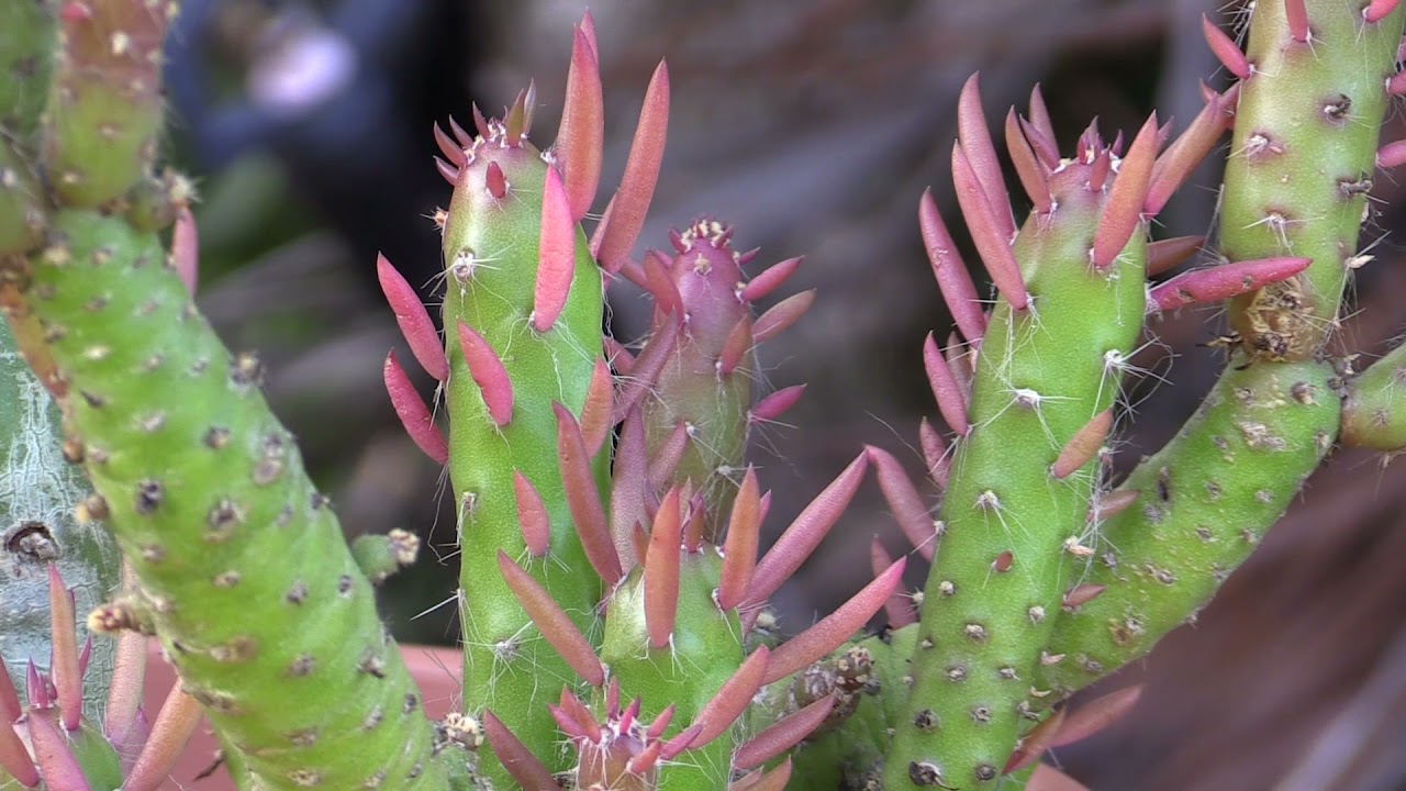 Eve's pin cactus