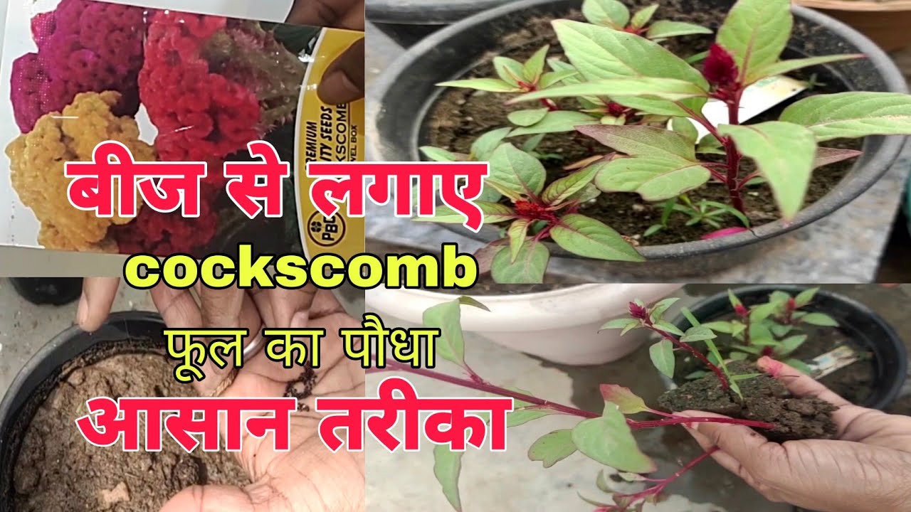 कॉक्सकॉम्ब फूल के पौधे बीज से कैसे उगाएं 🌷How to grow cockscomb flower plant from seed 🌱