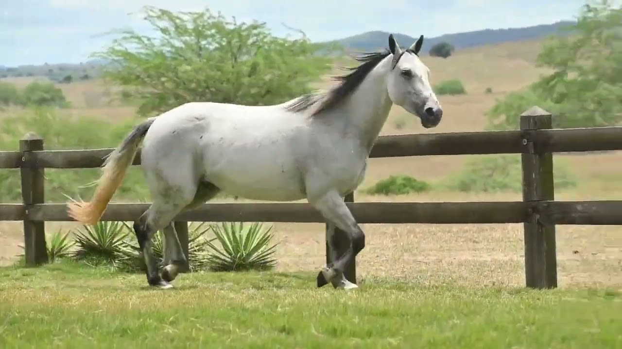 017 - IVANA APOLLO RC - LEIL&Atilde;O HARAS RC 2023