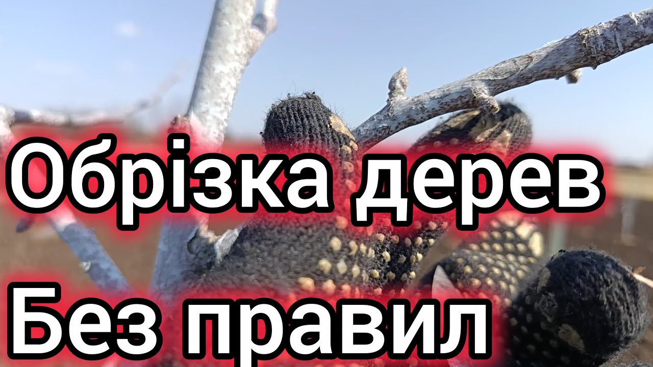 16.03.26 . Правила обрізки в яких не існує ніяких правил.😯🤔