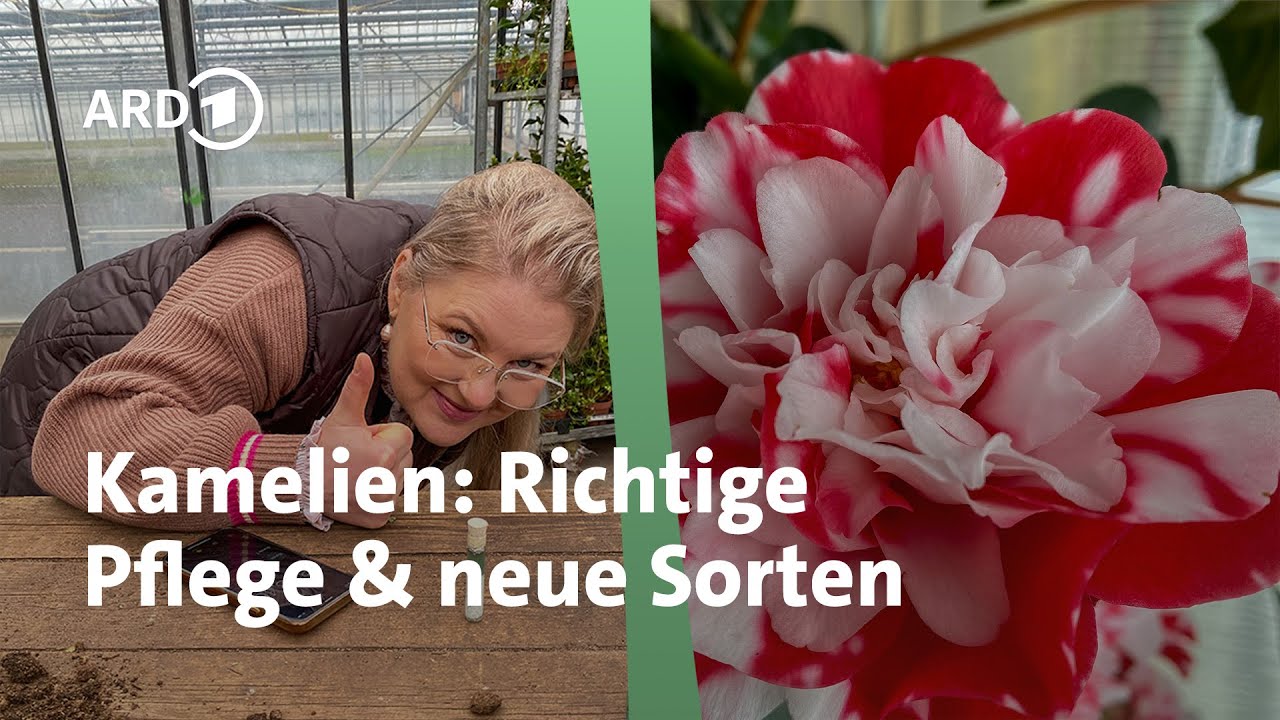 Gesunde Kamelien mit tollen Bl&uuml;ten - so wachsen sie gut | MDR Garten