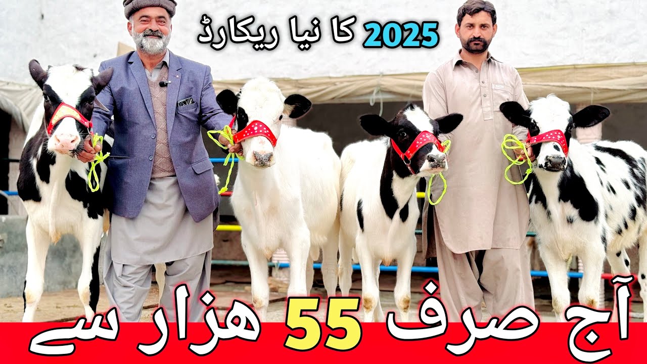 Heifers for sale in Chakwal | Imported Australian Fresion American Jersey Heifers | CHAKWAL