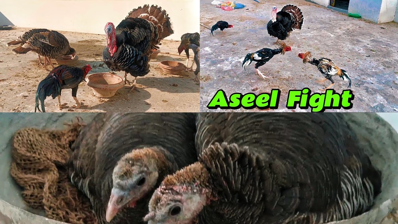 Coming soon turkey bird eggs hatching in Pakistan mini vlogs mini zoo turkey farm 