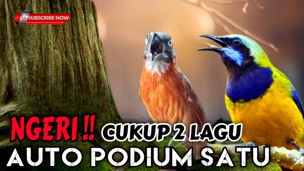 NGERI‼️ Cukup 2 lagu auto podium🔥 masteran cucak cungkok dan tepus kepala abu cocok buat murai batu