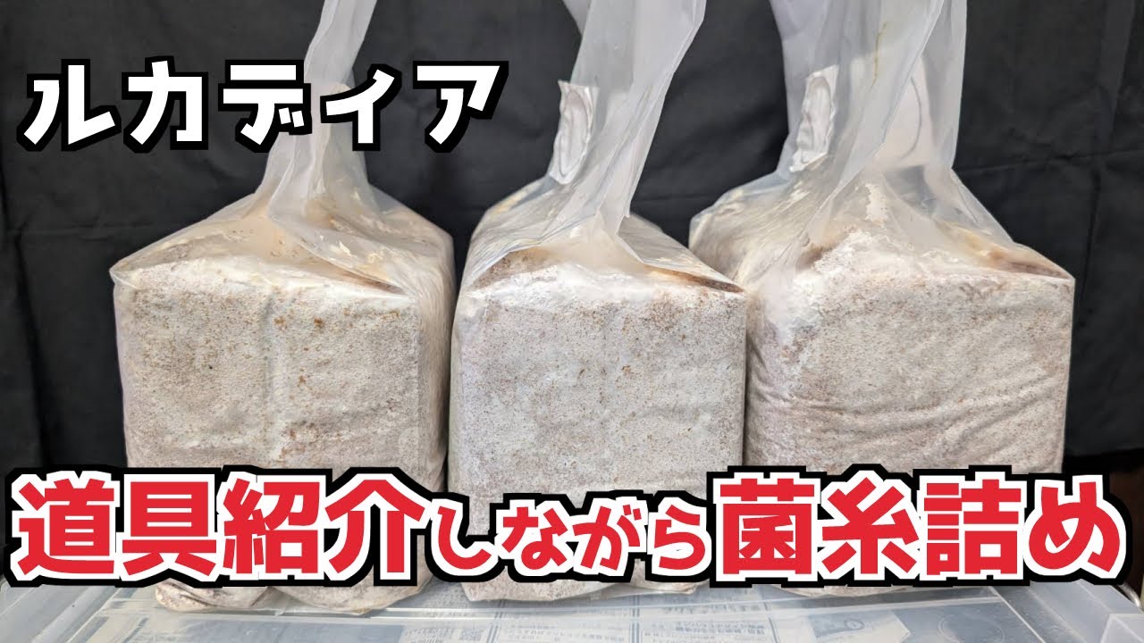 レギウス、ババ用の今期初の菌糸詰め！【亜雄晴のクワカブ飼育記】