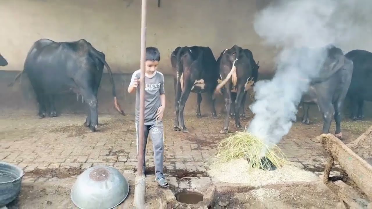 bhains ko makhi machar se kaise bachaye