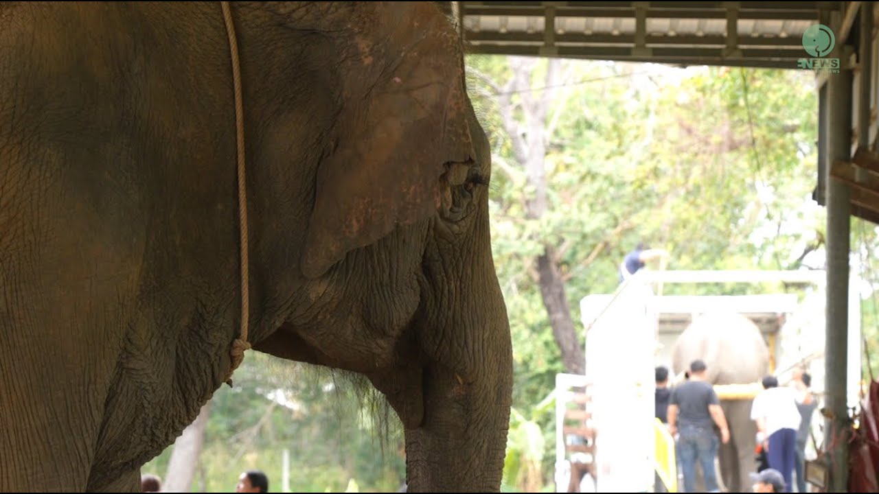 Elephant Cries Out for Her Friend as She Is Led Onto the Rescue Truck - ElephantNews