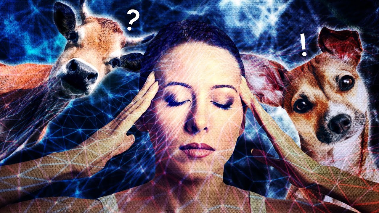 La télépathie avec les animaux... Feat @Tchinis
