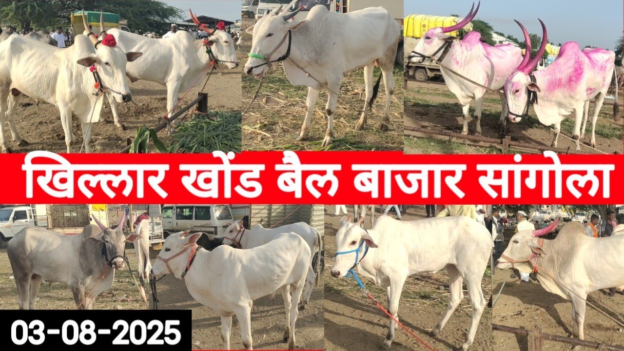 खिल्लार खोंड बैल बाजार सांगोला / Khillar Bull market Sangola / चालू बाजारभाव 3 ऑगस्ट 2025