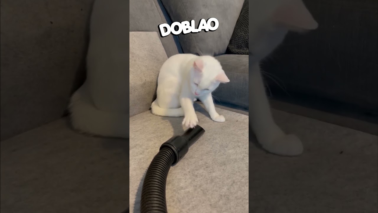 El Gato Coqueto 😼 | #DOBLAO
