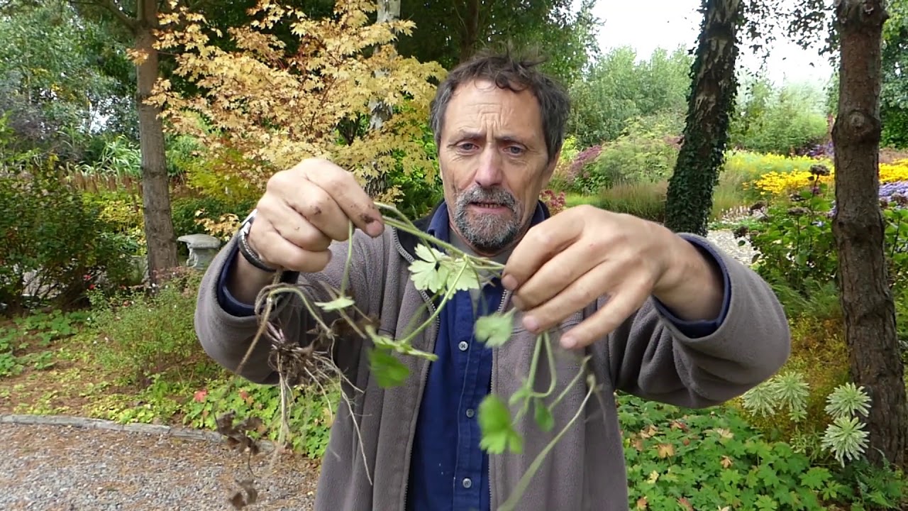Plants that do good in the wood