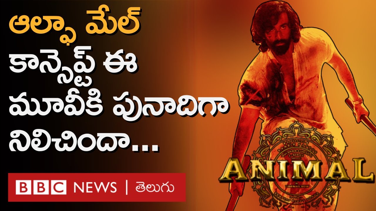 Animal | Ranbir Kapoor: అసలు ‘ఆల్ఫా మేల్’ అంటే ఏమిటి? ఇలాంటి మగవాళ్లు ప్రమాదకరమా? | BBC Telugu