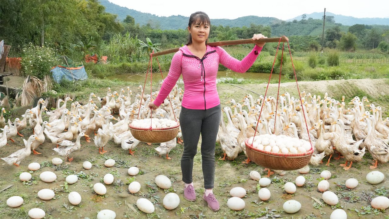 Harvesting Ducks Eggs Goes To Market Sell - Cooking Ducks Egg With Tomato | Free Bushcraft