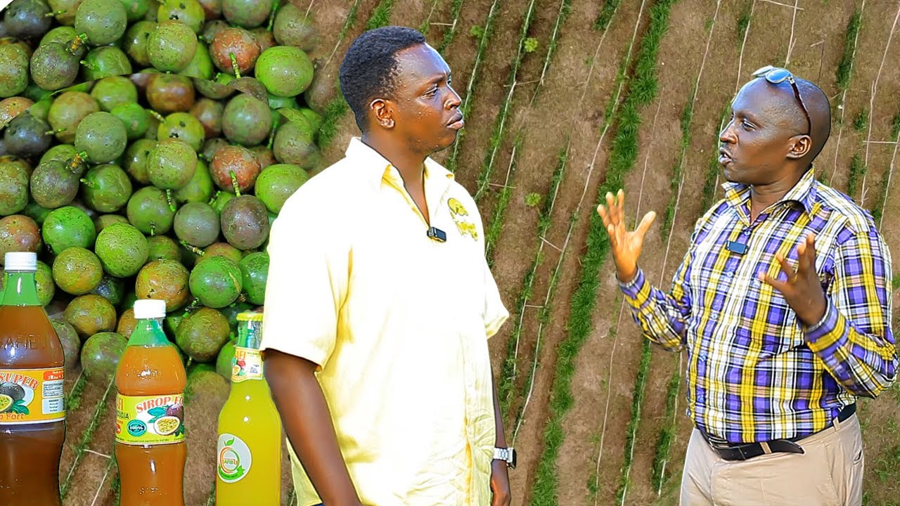 UMUGWIZATUNGA w'akataraboneka//Ndarima nkahingura ivyimbugwa//Ama MILIYARIDI nkuramwo//SAFIBU n'uru