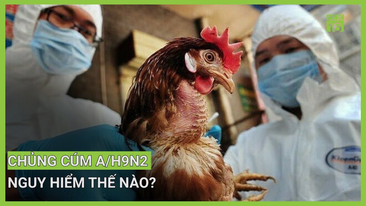 Sự nguy hiểm của chủng c&uacute;m A/H9N2 | VTC16