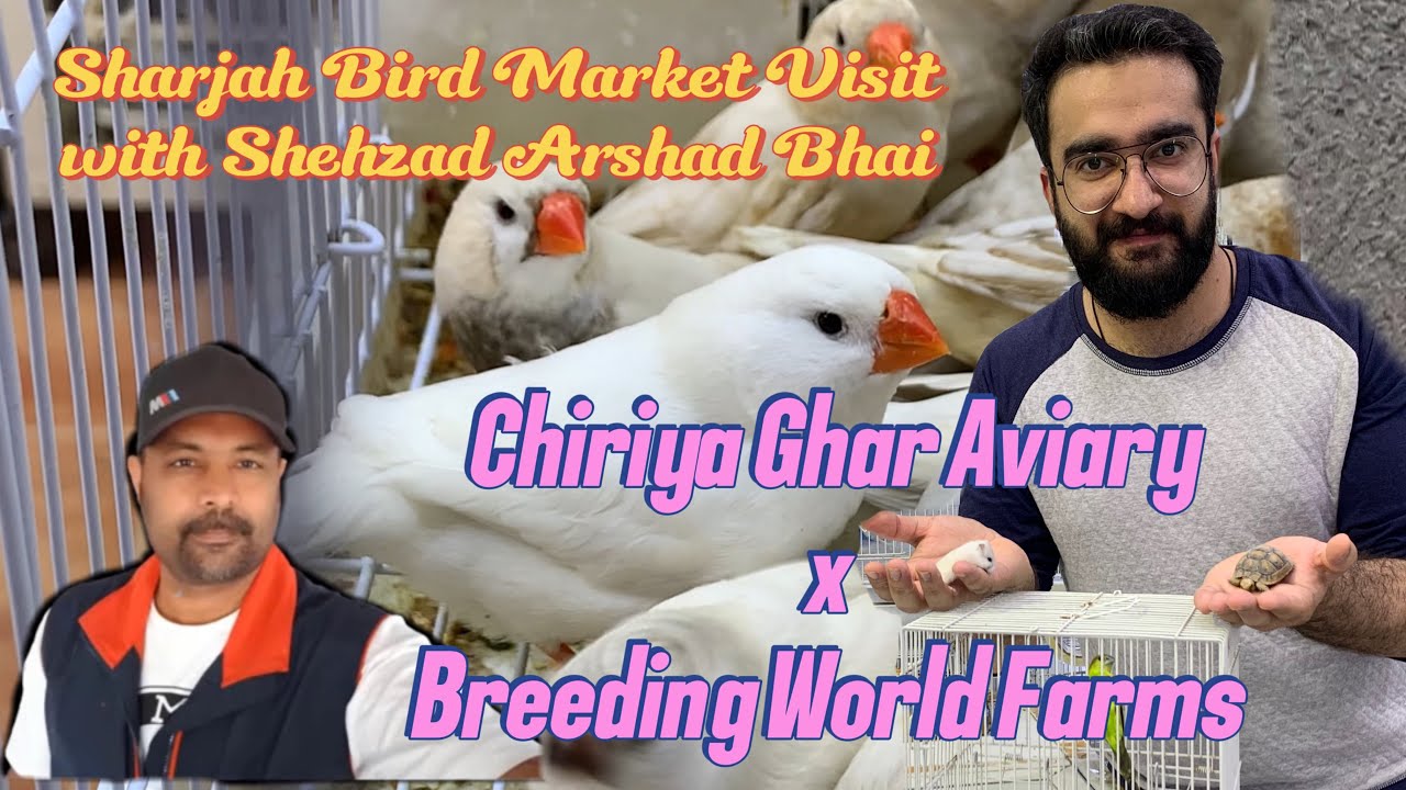 Sharjah Bird Market Visit with Shehzad Arshad Bhai | Breeding World Farms | Chiriya Ghar Aviary