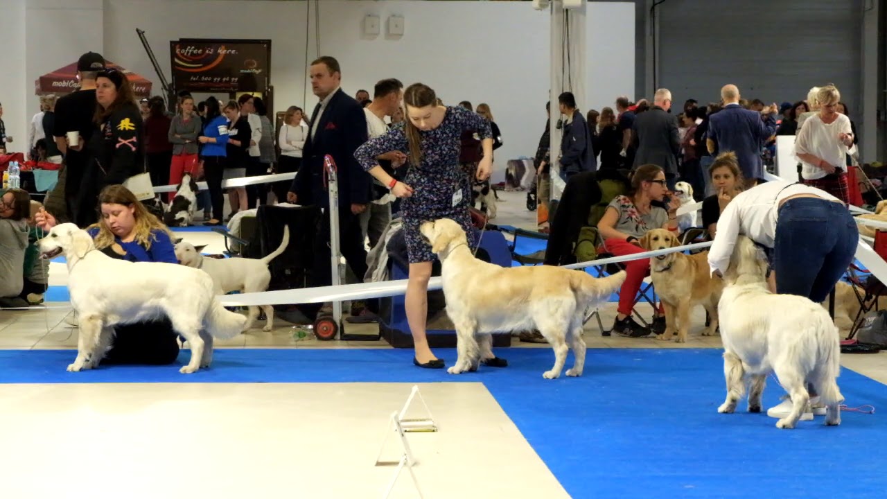 Wystawa CACIB Warszawa 31.03.2019 - Golden Retriever, suki, klasa pośrednia