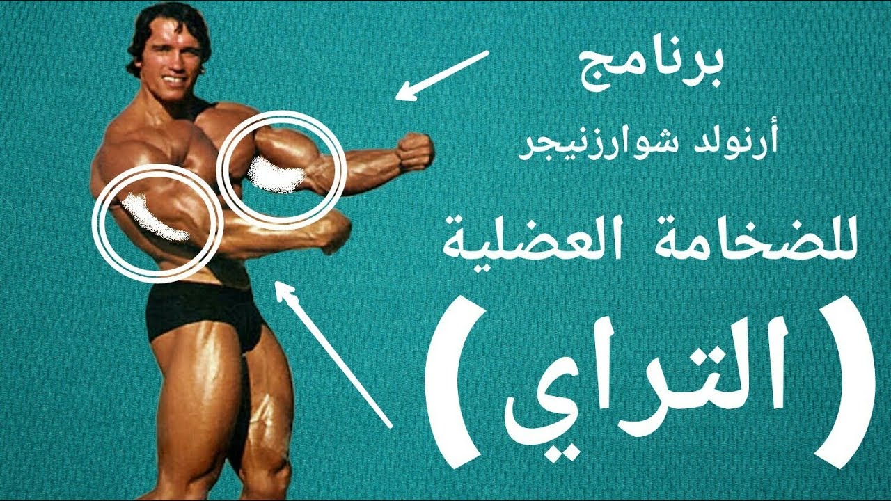 برنامج أرنولد التدريبي للضخامة العضلية | عضلة الترايسيبس