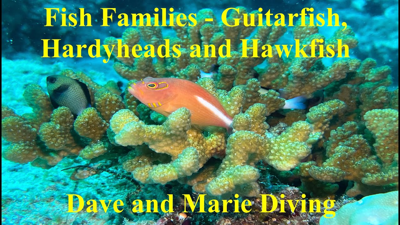 Fish Families Compilation - Guitarfish, Hardyheads and Hawkfish