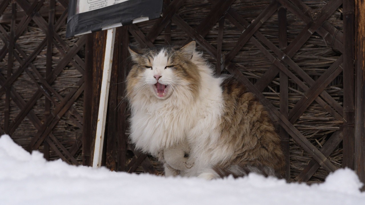 【散歩】雪の日の大室公園（2026.2.8）【雪景色】