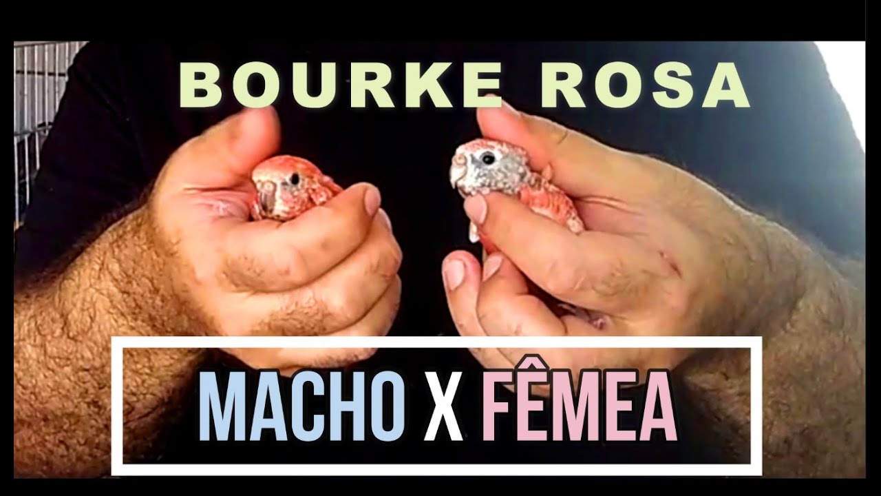 COMO SABER SE O BOURKE &Eacute; MACHO OU F&Ecirc;MEA