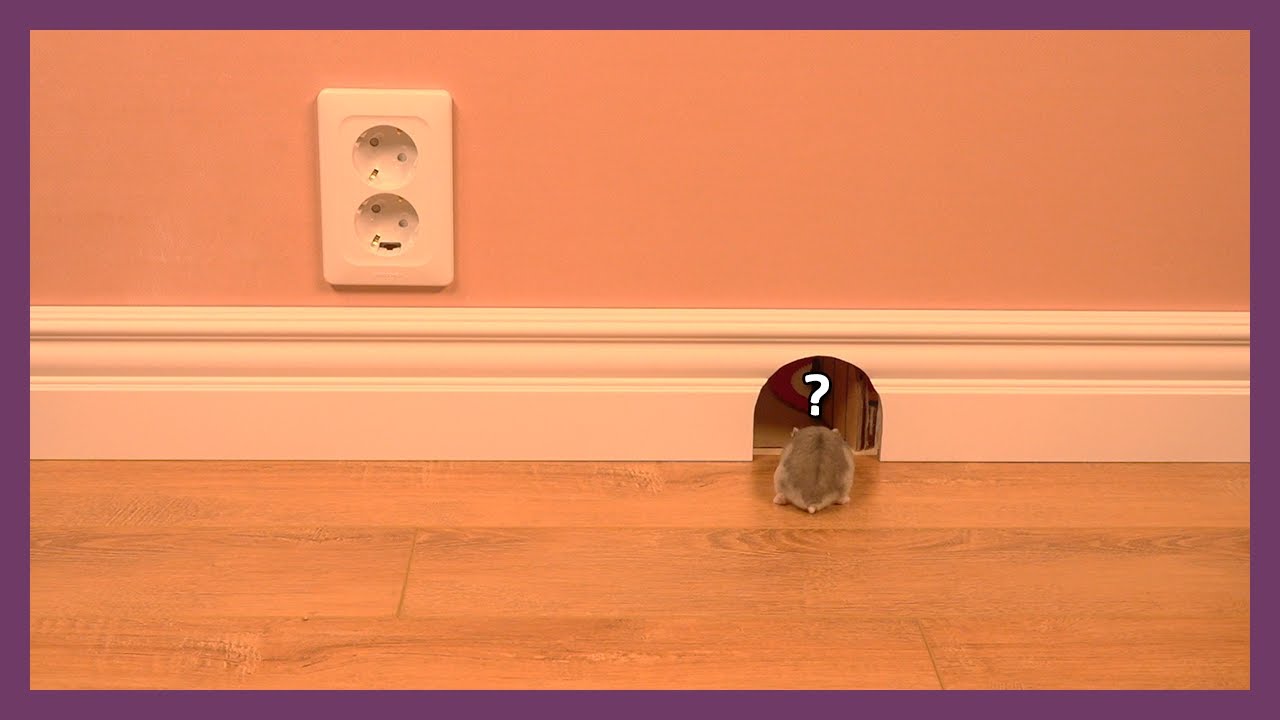 햄스터에게 톰과제리 세트장을 만들어주었습니다 (What if I made a Tom and Jerry set for the hamster?)