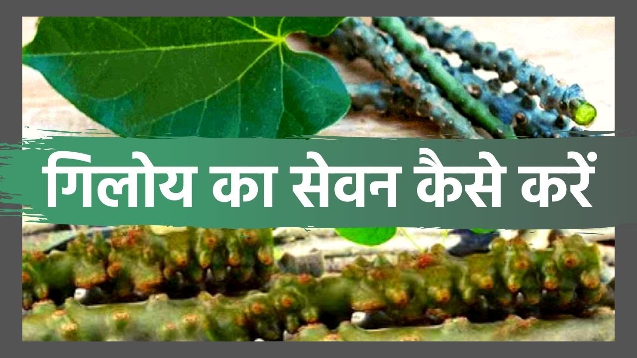 गिलोय का सेवन कैसे करें? | How to Use Giloy? | Benefits of Giloy