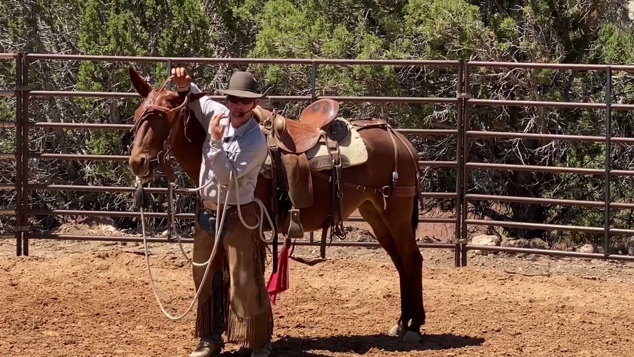 Bridling Your Mule (or horse)
