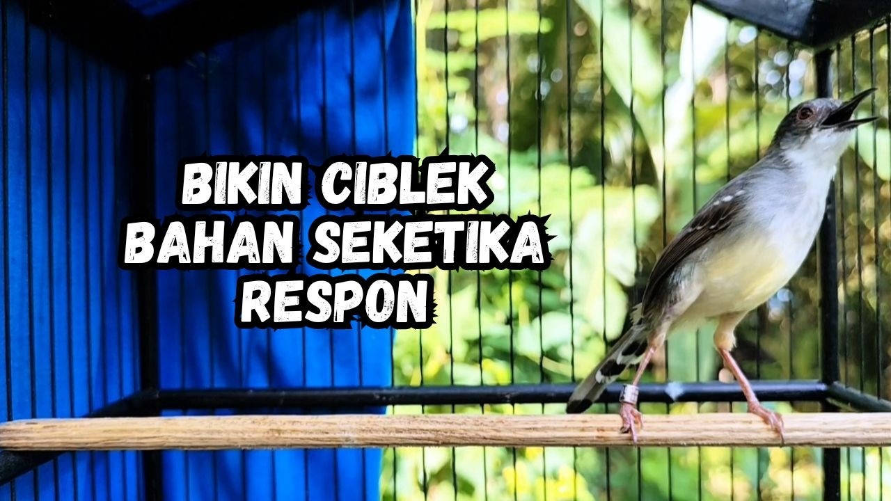 ciblek gacor ini AMPUH buat Pancingan ciblek semi dan ciblek kristal bahan, Masteran Ciblek ngebren