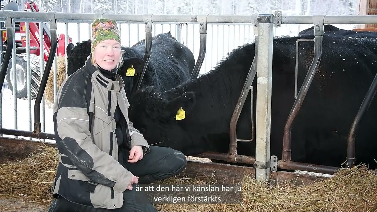 Ko på rot ska bidra till mer lokal mat i Lycksele