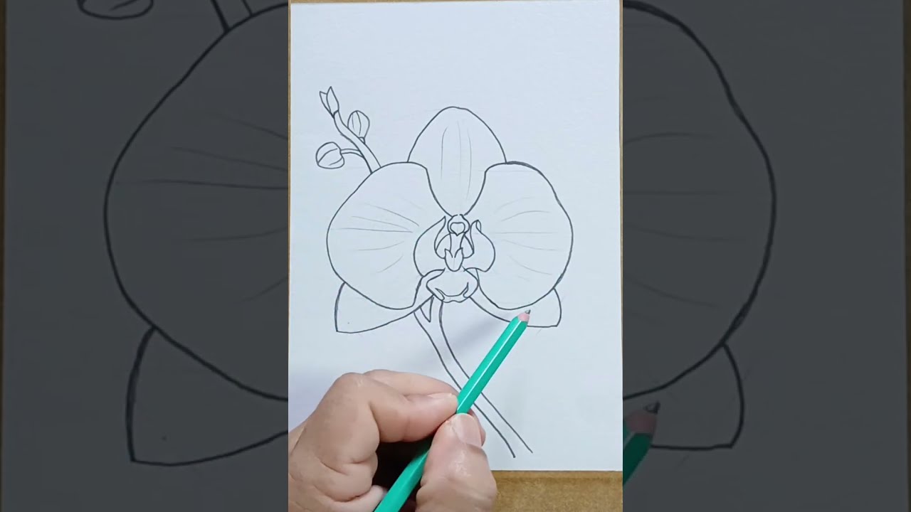 Como Desenhar flores Orquídea fácil 
