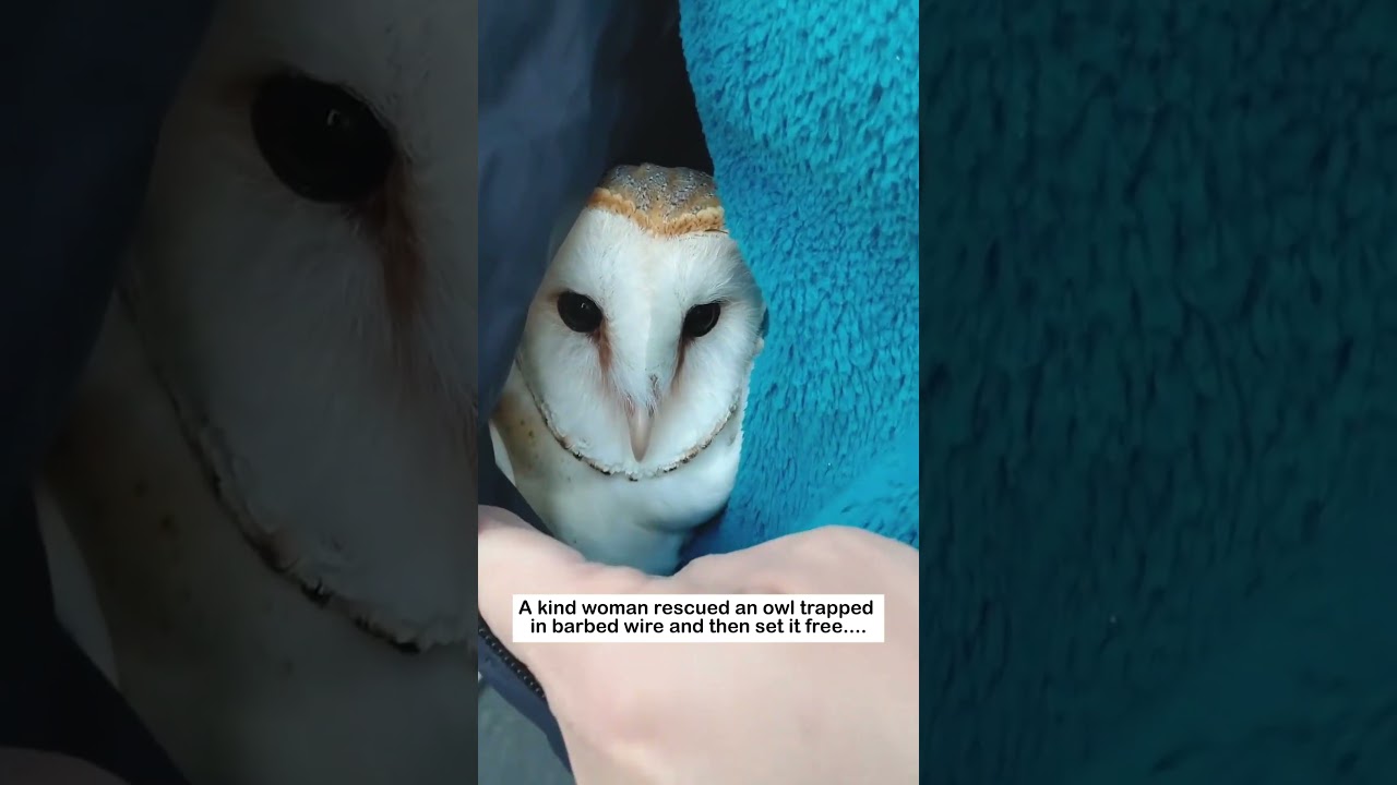 Trapped Barn Owl 