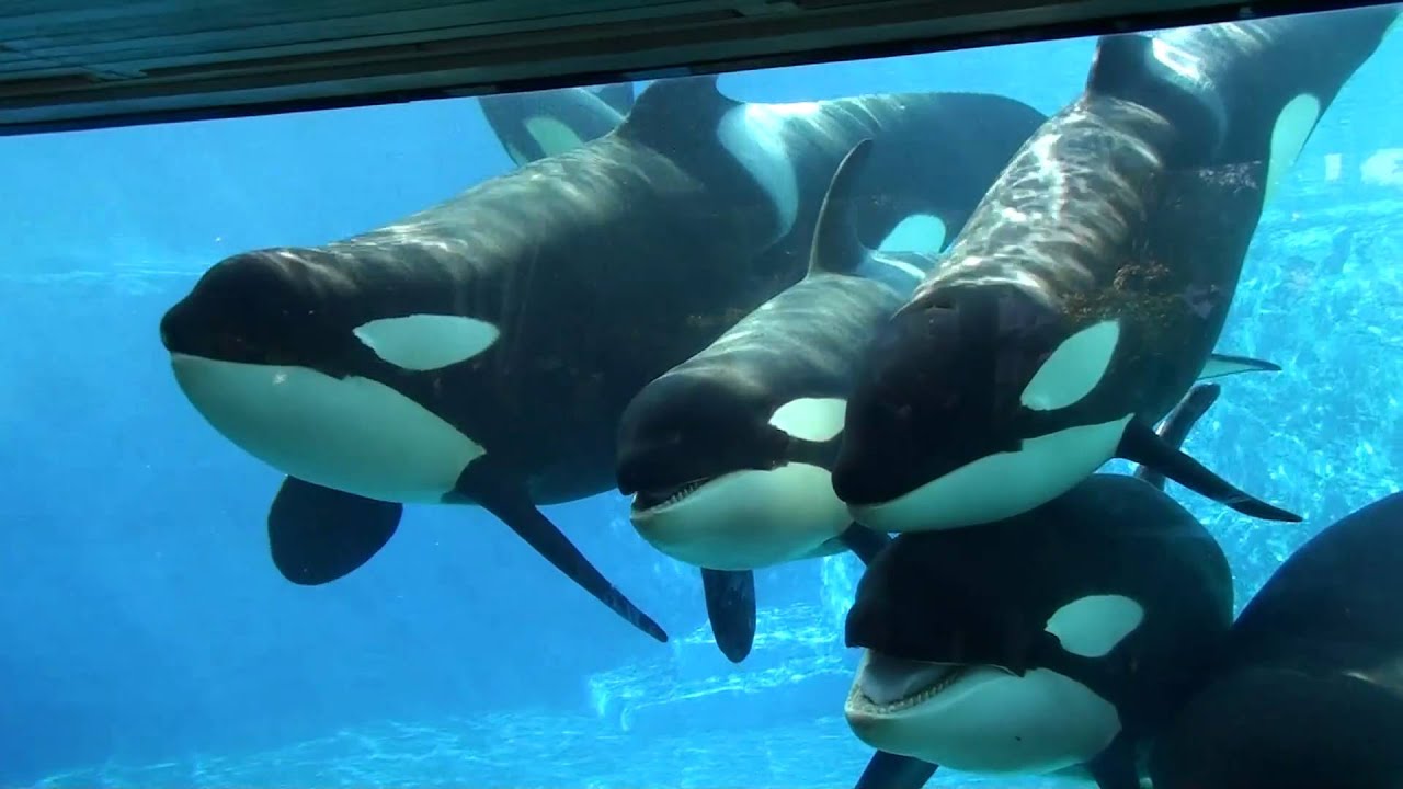6 Killer Whales in Underwaterviewing Seaworld Orlando