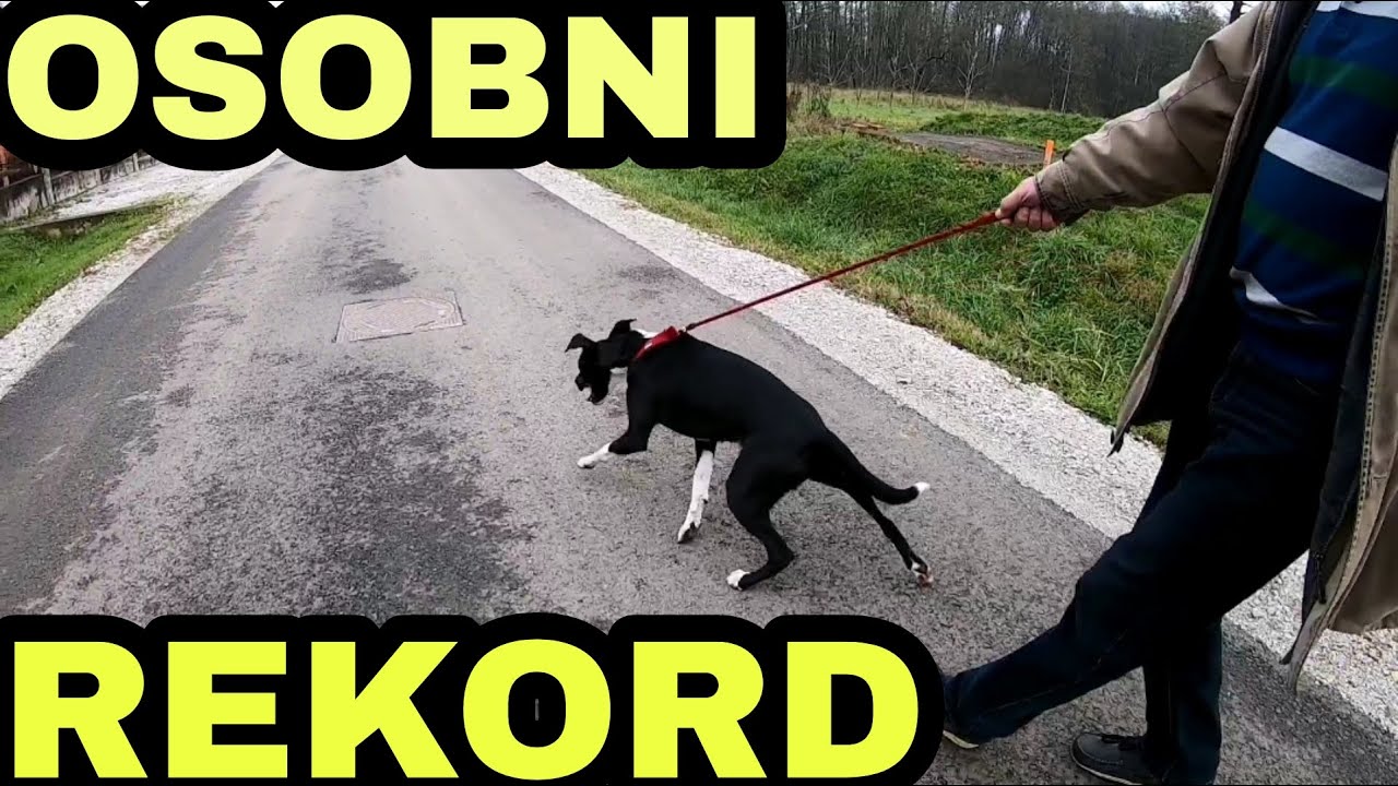 ŠETNJA NA POVODCU RIJEŠENA ZA 7 SEKUNDI