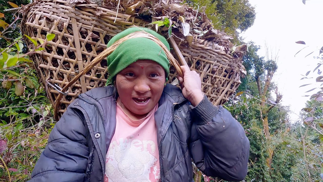 sarmila is collecting foliage for pig bedsheet & to make manure for organic farming in the village