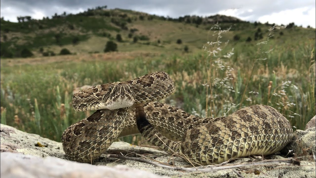 The Prairie Rattlesnake