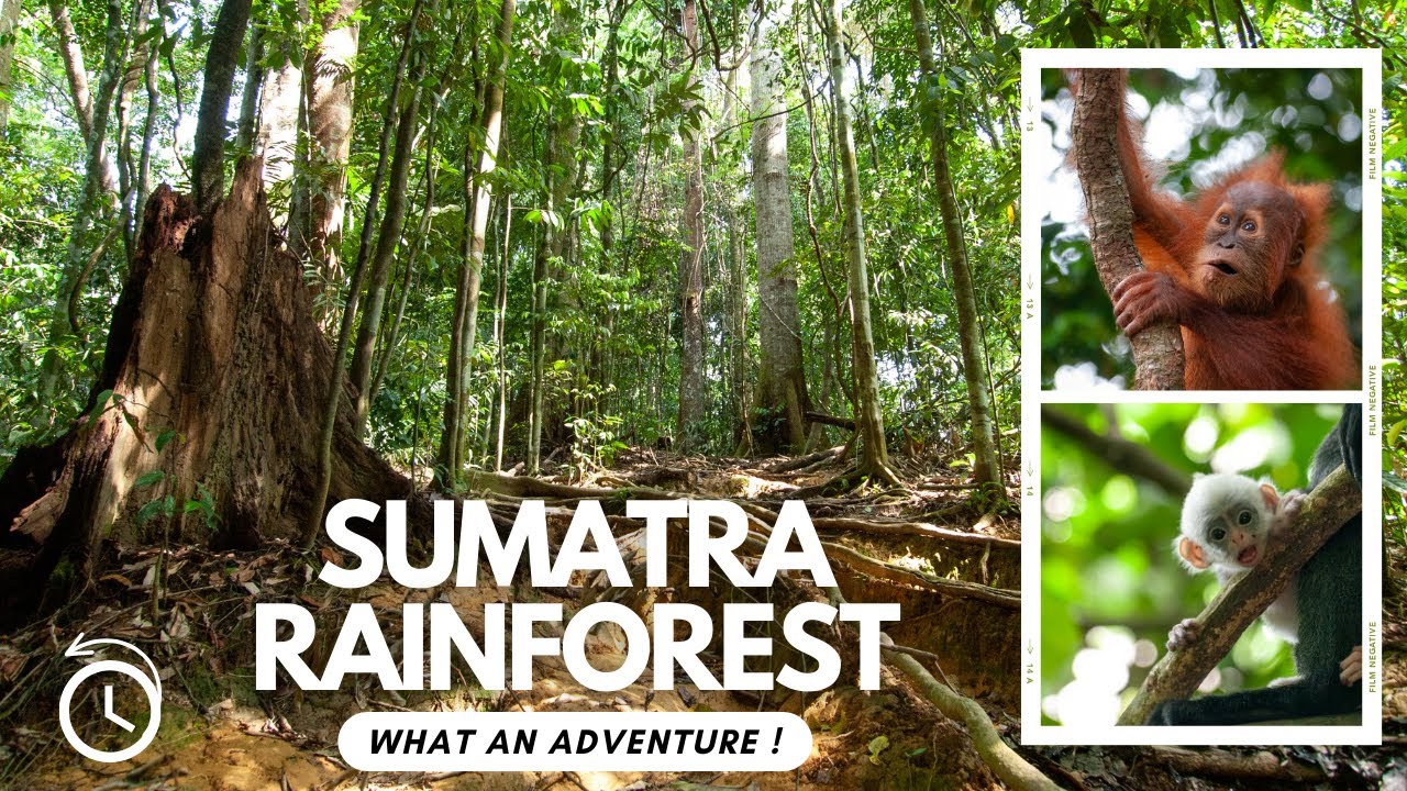 What an Adventure! Photography in the RAINFOREST of Sumatra Indonesia.