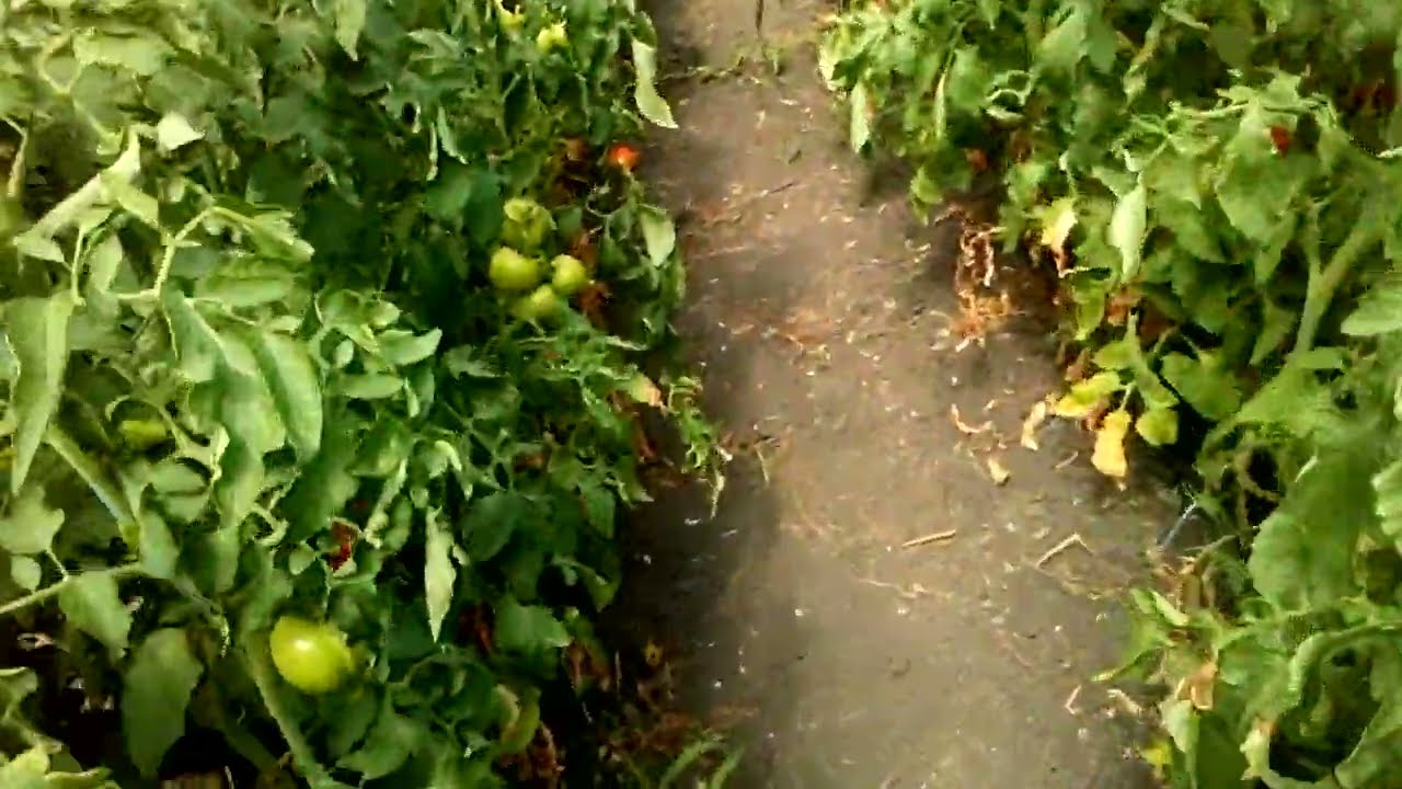 КАК И ЧЕМ КОРМИТЬ ТОМАТ В СТАДИИ НАЛИВА ПЛОДОВ /ОБЗОР ГИБРИДА МАЛЬВА