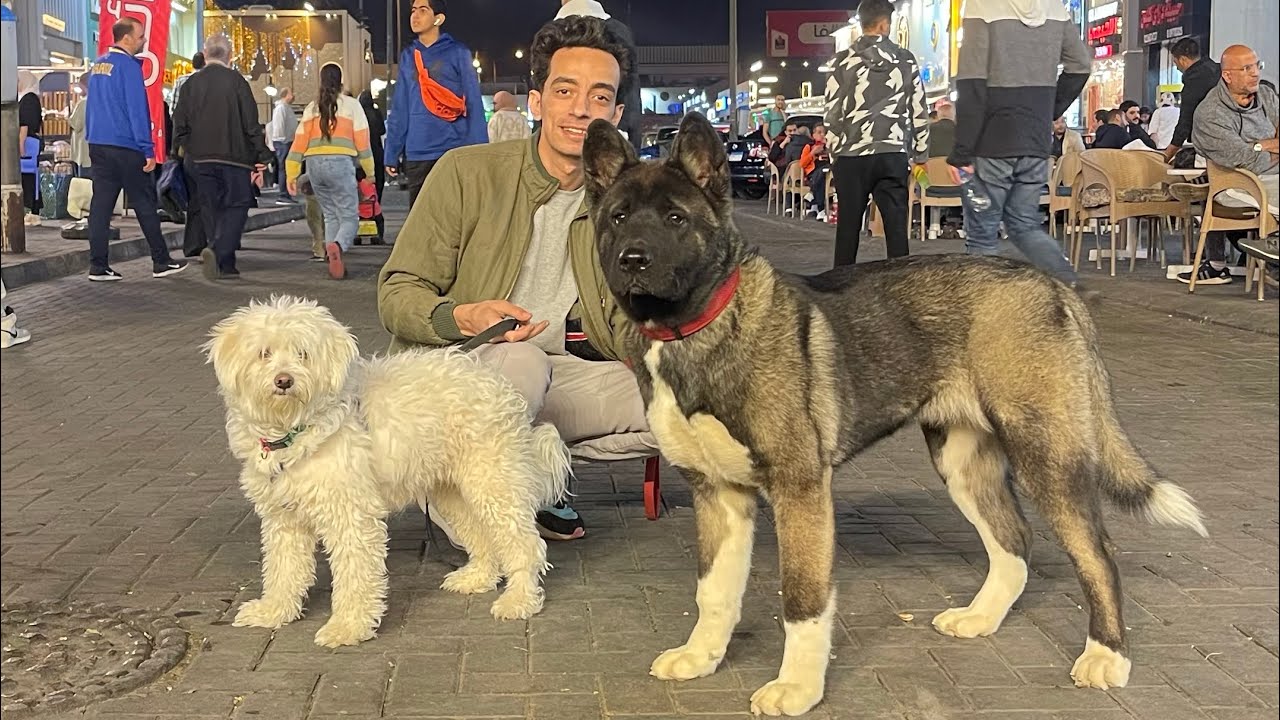 الأكيتا الأمريكي  مع محمود و كوڤو / American akita