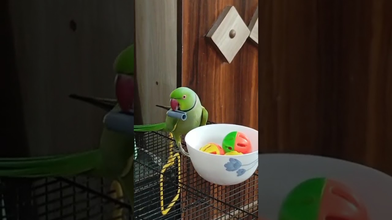 Hello-I'm back with lots of fun. Let's enjoy ❤️🦜
